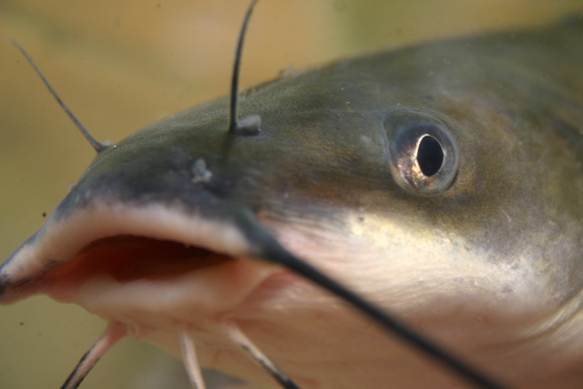 THE HUDSON RIVER FISHERMANS CATFISH CHAOS CONTEST