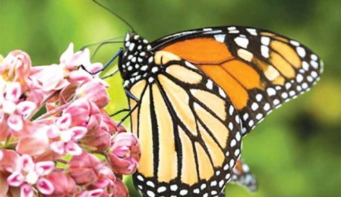 Milkweed = Life Jackets