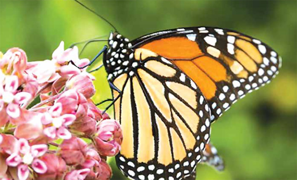 Monarch Butterfly on a Milkweed plant