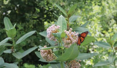 Monarch in Peekskill