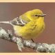 Warblers: Avian Jewels of the Hudson Watershed