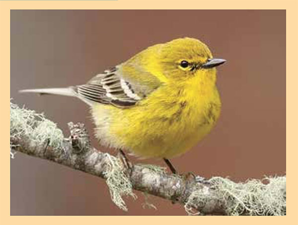 Warblers: Avian Jewels of the Hudson Watershed